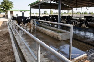 Dairy Farm Business setup with clean cow housing, proper drainage, ventilation, and feeding areas.